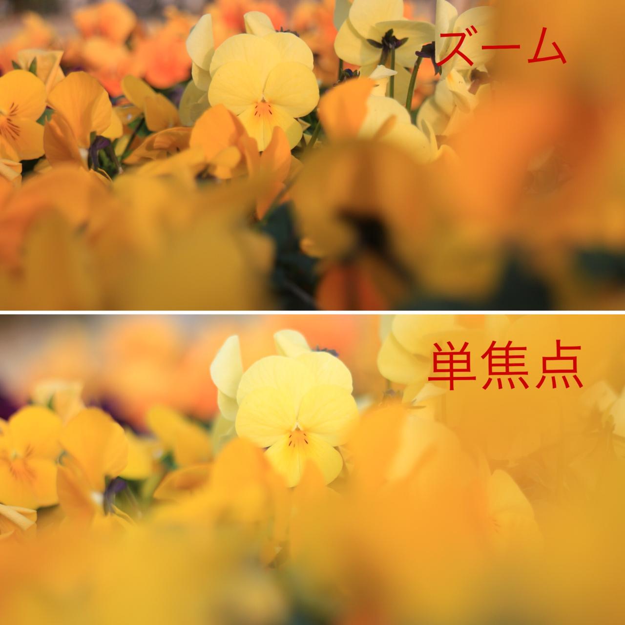 『標準ズームレンズ』と『単焦点レンズ』写りはどう違うの?同じお花で撮り比べました! | カメラ女子必見!!お花の撮り方! Type 2 diabetes diet